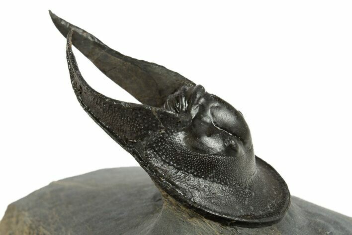 Enrolled Scotoharpes Trilobite - Boudib, Morocco #344456